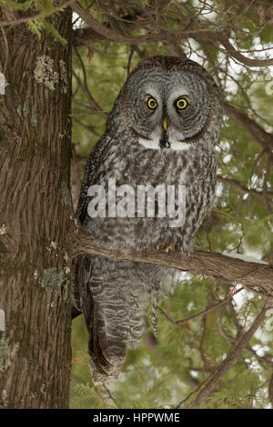 Große graue Eule (Strix Nebulosa) Stockfoto