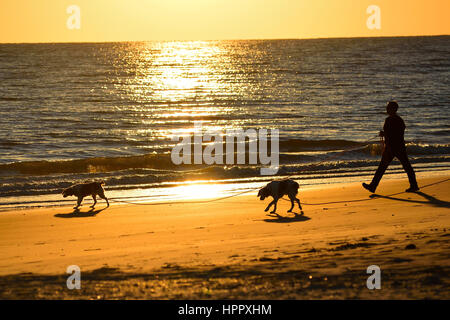 Fuß die Hunde während des Sonnenuntergangs am Oak Island, North Carolina Stockfoto