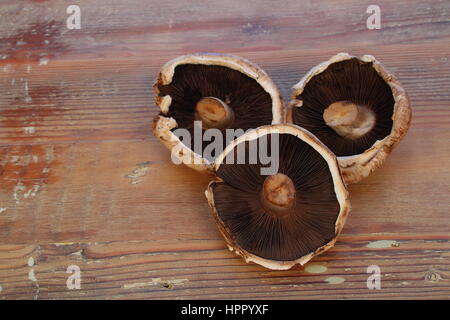 Drei große braune Champignons auf einer hölzernen Oberfläche in Querformat mit Kopie Raum Stockfoto