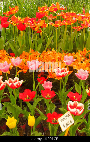 Pflanzen für den Verkauf in einem Garten-Center in Cambrils, Tarragona, Katalonien, Spanien Stockfoto