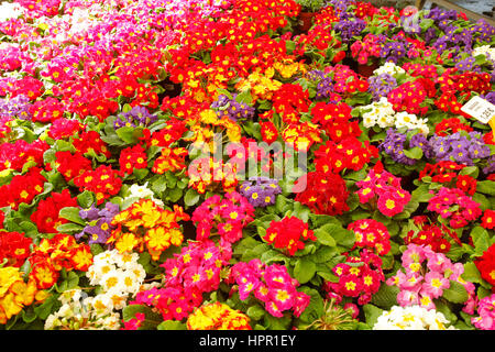 Pflanzen für den Verkauf in einem Garten-Center in Cambrils, Tarragona, Katalonien, Spanien Stockfoto