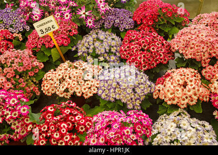 Pflanzen für den Verkauf in einem Garten-Center in Cambrils, Tarragona, Katalonien, Spanien Stockfoto