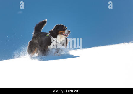 Berner Sennenhund spielen im Schnee zwischen Sonne und Schatten Stockfoto