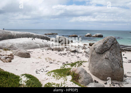 Afrikanischen Pinguinkolonie am Boulders Beach, Südafrika Stockfoto