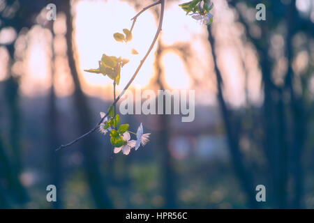 Baum Blüten Stockfoto