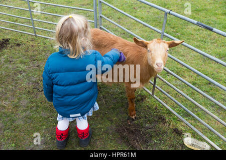 Ein zwei Jahre altes Kind / Kleinkind streicheln und Bürsten eine junge Ziege / kid bei einem Besuch von einer Besuch urban Farm, einer Vorstadt / Schule. VEREINIGTES KÖNIGREICH. (86) Stockfoto