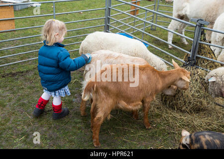 Ein zwei Jahre altes Kind / Kleinkind streicheln und Bürsten eine junge Ziege / kid bei einem Besuch von einer Besuch urban Farm, einer Vorstadt / Schule. VEREINIGTES KÖNIGREICH. Stockfoto