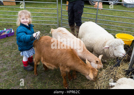 Ein zwei Jahre altes Kind / Kleinkind streicheln und Bürsten eine junge Ziege / kid bei einem Besuch von einer Besuch urban Farm, einer Vorstadt / Schule. VEREINIGTES KÖNIGREICH. Stockfoto