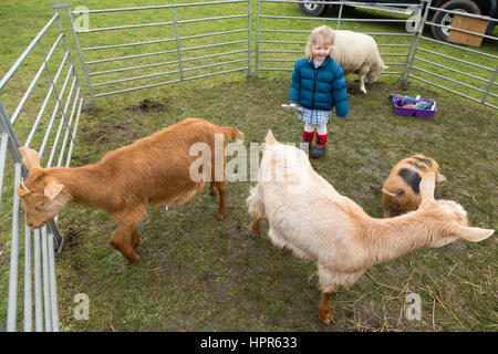 Ein zwei Jahre altes Kind / Kleinkind streicheln und Bürsten eine junge Ziege / kid bei einem Besuch von einer Besuch urban Farm, einer Vorstadt / Schule. VEREINIGTES KÖNIGREICH. Stockfoto