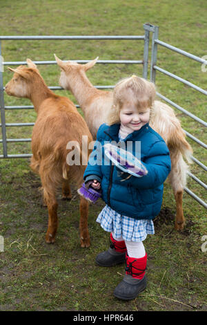 Ein zwei Jahre altes Kind / Kleinkind streicheln und Bürsten eine junge Ziege / kid bei einem Besuch von einer Besuch urban Farm, einer Vorstadt / Schule. VEREINIGTES KÖNIGREICH. (86) Stockfoto