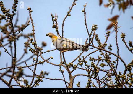 Gelbe footed grüne Taube thront im Obstbaum mit Früchten in Rechnung Assam Indien Stockfoto