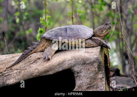 Dieser gemeinsame snapping Turtle erfasst das Aalen in der Sonne sitzen auf einem anmelden. Die Rückseite meines Eigentums berührt die North Fork Shenandoah River ihr in VA. Stockfoto