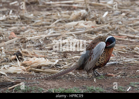 Ring – Necked Fasan, Bernardo Wasservögel Management Area, New Mexico. Stockfoto