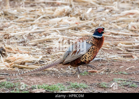 Ring – Necked Fasan, Bernardo Wasservögel Management Area, New Mexico. Stockfoto