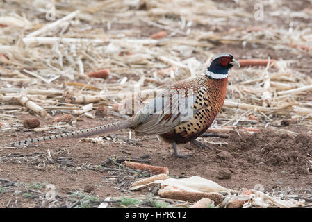 Ring – Necked Fasan, Bernardo Wasservögel Management Area, New Mexico. Stockfoto