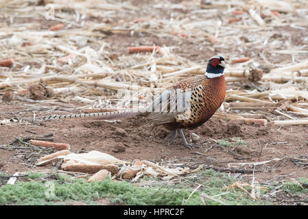 Ring – Necked Fasan, Bernardo Wasservögel Management Area, New Mexico. Stockfoto