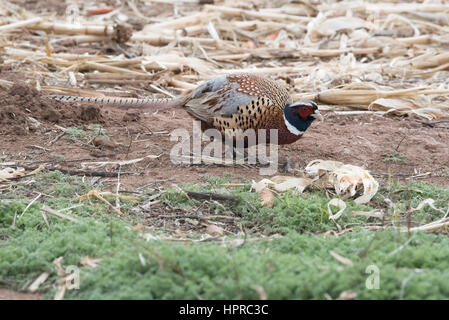 Ring – Necked Fasan, Bernardo Wasservögel Management Area, New Mexico. Stockfoto