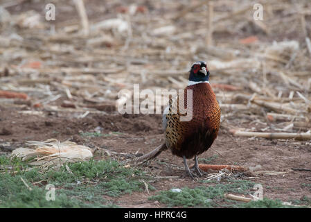 Ring – Necked Fasan, Bernardo Wasservögel Management Area, New Mexico. Stockfoto