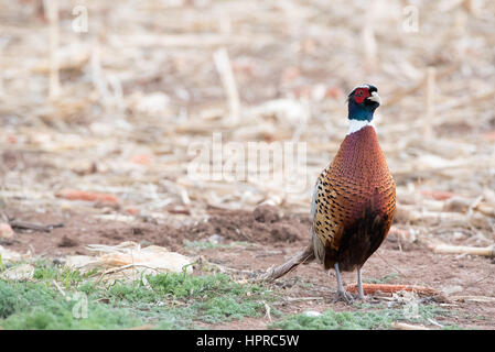 Ring – Necked Fasan, Bernardo Wasservögel Management Area, New Mexico. Stockfoto