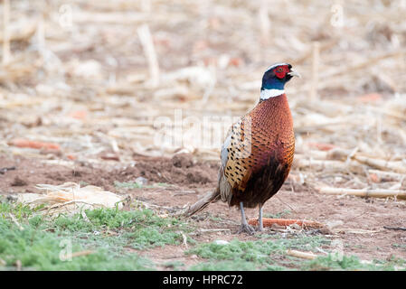 Ring – Necked Fasan, Bernardo Wasservögel Management Area, New Mexico. Stockfoto