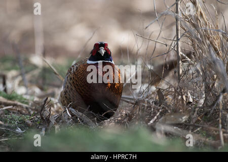 Ring – Necked Fasan, Bernardo Wasservögel Management Area, New Mexico. Stockfoto