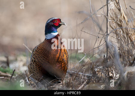 Ring – Necked Fasan, Bernardo Wasservögel Management Area, New Mexico. Stockfoto