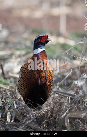 Ring – Necked Fasan, Bernardo Wasservögel Management Area, New Mexico. Stockfoto