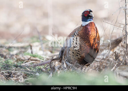 Ring – Necked Fasan, Bernardo Wasservögel Management Area, New Mexico. Stockfoto