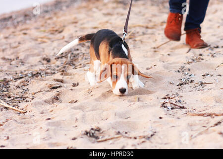 Ein Beagle Welpen spielen am Strandsand Stockfoto