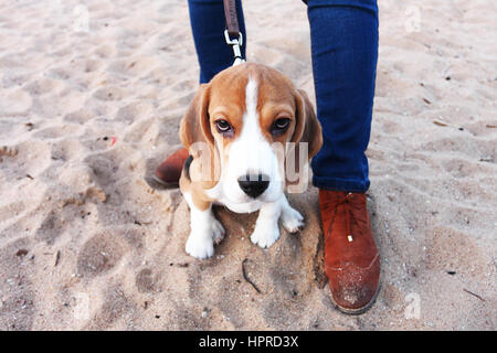 Traurige Welpe Beagle auf Sand am Strand sitzen Stockfoto