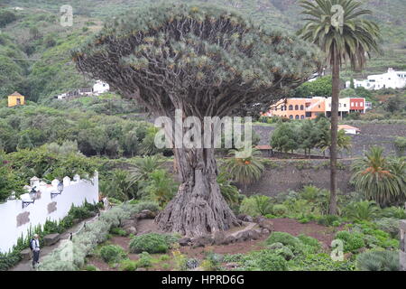 Mächtige Drachenbaum auf Teneriffa, Icod de los Vinos, Stockfoto
