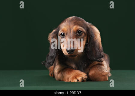 Gesunde junge Langhaar Dackel Hund Welpe auf grünem Hintergrund im Studio. Stockfoto