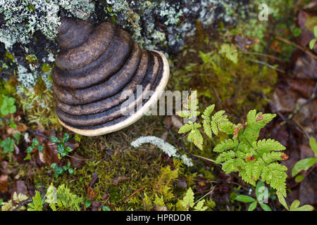 Betrachtet man Closesly, ist Unterholz der Taiga-Wald ein komplexes Wort von Pflanzen und Pilzen mit schönen Pilze, Liches und Moose. Stockfoto