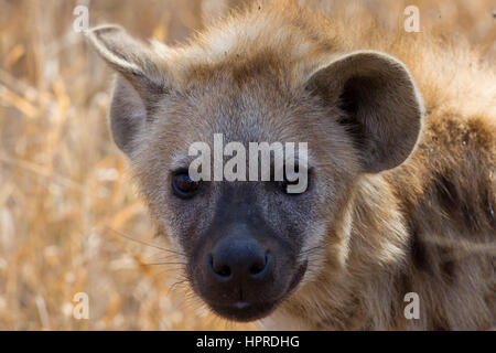 Gefleckte Hyänen sind unter den prominenten Wildtieren der Krüger Nationalpark, Südafrika. Stockfoto