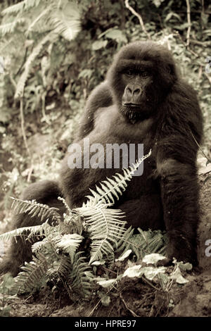 Virunga-Nationalpark, Parq-nationale des Virunga, demokratische Republik Kongo ist einer der wenigen Orte, die von vom Aussterben bedrohten Berggorillas, Gorilla Beringei bewohnt. Stockfoto