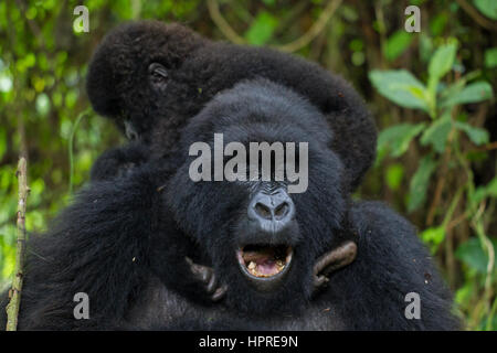 Ein Baby Berggorilla spielt durch Klettern auf seiner Mutter im Virunga-Nationalpark, Parq-nationale des Virunga, demokratische Republik Kongo Stockfoto