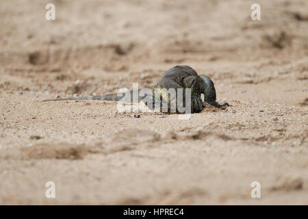 Ein Waran oder Leguan, Varanus Niloticus, untersucht ein trockenes Flussbett ist Suche nach Nahrung in Krüger Nationalpark, Südafrika. Stockfoto