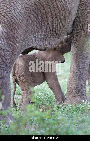 Eine Elefanten-Mutter füttert ihr neues Kalb im Krüger Nationalpark, Südafrika. Stockfoto