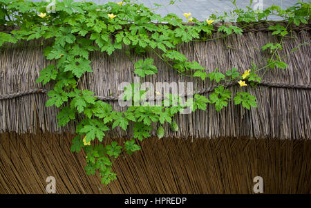 Strohdach und nachgestellte Anlage auf Cottage in Mangyongdae, Pjöngjang. Nordkorea / Nordkorea Stockfoto