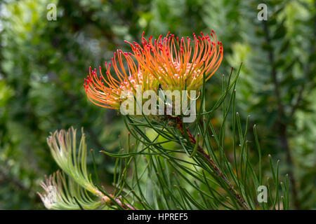 Kirstenbosch National Botanical Garden, Kapstadt, Südafrika Stockfoto