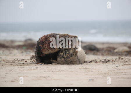 Grey Seal (Halichoerus Grypus) männliche und weibliche Paarung am Strand Insel Helgoland Deutschland Stockfoto