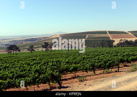 Die Weinberge in Durbanville Hills Weingut Anwesen in der Nähe von Cape Town, Südafrika. Stockfoto