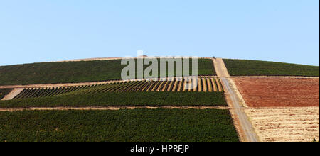 Weinberge von Blomendal Wein Weingut und Restaurant in der Nähe von Cape Town, Südafrika. Stockfoto