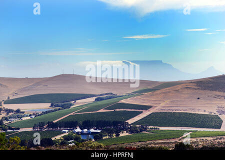 Weinberge von Blomendal Wein Weingut und Restaurant in der Nähe von Cape Town, Südafrika. Stockfoto