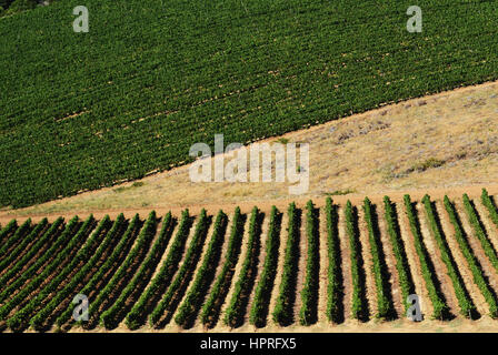 Weinberge von Blomendal Wein Weingut und Restaurant in der Nähe von Cape Town, Südafrika. Stockfoto