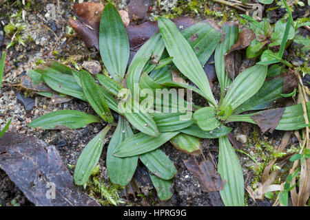 Spitz-Wegerich, Blatt, Blätter, Blattrosette, Spitzwegerich, Wegerich, Plantago Lanceolata, Englisch Wegerich, Spitzwegerich Stockfoto