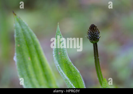 Spitz-Wegerich, Spitzwegerich, Blütenknospe, Wegerich, Plantago Lanceolata, Englisch Wegerich, Spitzwegerich Stockfoto