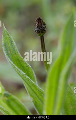 Spitz-Wegerich, Spitzwegerich, Blütenknospe, Wegerich, Plantago Lanceolata, Englisch Wegerich, Spitzwegerich Stockfoto