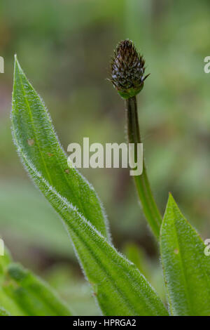 Spitz-Wegerich, Spitzwegerich, Blütenknospe, Wegerich, Plantago Lanceolata, Englisch Wegerich, Spitzwegerich Stockfoto