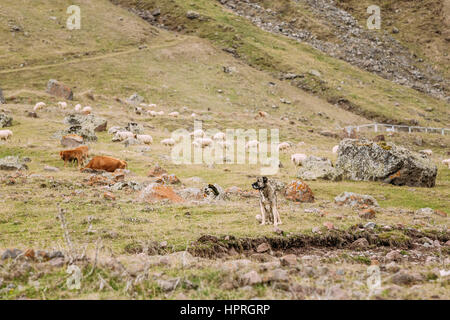 Zentraler Asiatischer Schäferhund Schafe In den Bergen von Georgien. Alabay - - eine alte Rasse aus den Regionen Zentralasiens. Als Hirten verwendet, Stockfoto